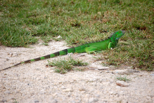 baby iguana