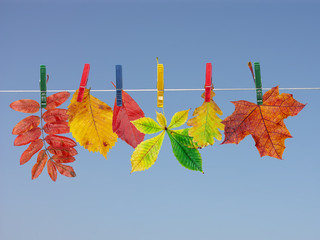 fall leaf drying