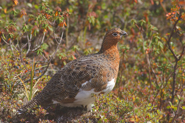 ptarmigan