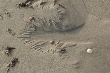 bizarre formen am strand