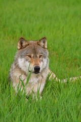 rocky mountain grey wolf