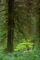 pacific northwest forest