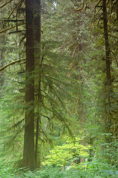 Fototapeta pacific northwest forest
