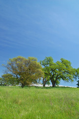 rural spring countryside