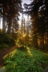 pacific northwest forest © Mark Rasmussen