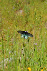 butterfly in a meadow