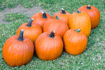 bunch of orange pumpkins
