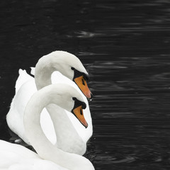 Obraz premium two swans