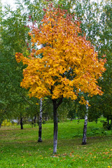 Fototapeta premium orange maple