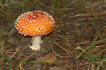 muscaria