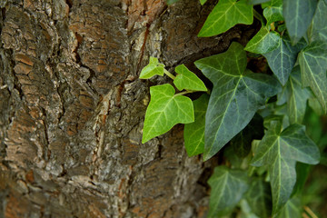 creeping ivy on a tree