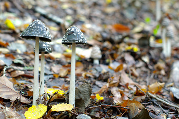 mushrooms in forest