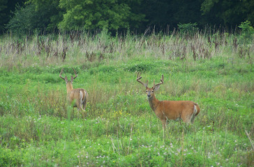 pair of buck deer
