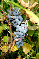 black grapes