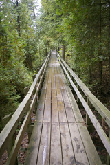 Fototapeta premium boardwalk through woods