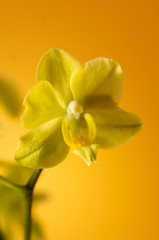 yellow orchid - 1394270