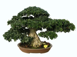 Foto op Aluminium bonsai ficus compact 68 jaar © Jorge Gavalda