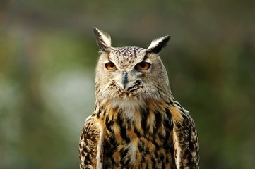 eurasion eagle owl - 1394823