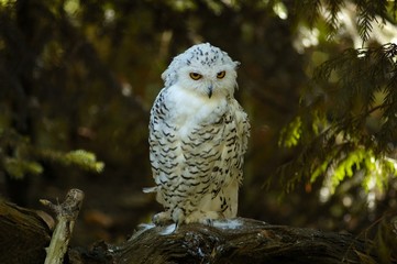 snowy owl - 1394832