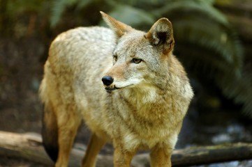 coyote - 1394837
