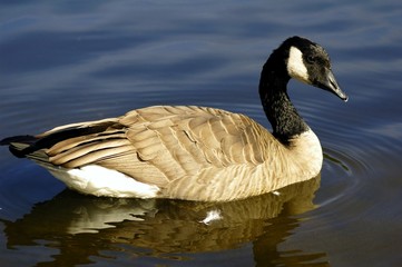 canadian goose - 1394846
