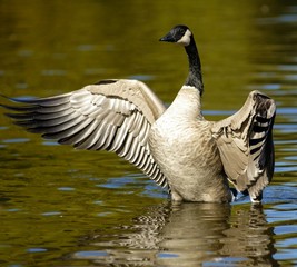 goose with outstretched wings - 1394855