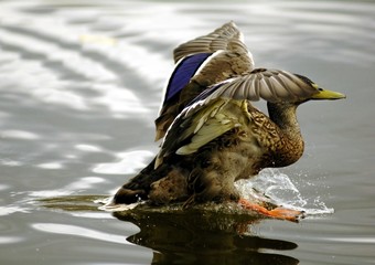 duck landing - 1394859