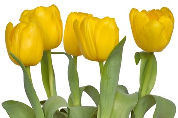 yellow tulips