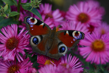 pfauenauge auf blüten