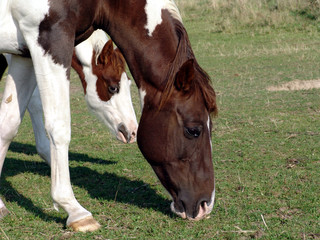 Obraz premium pferde beim grasen