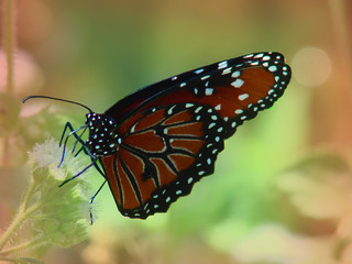 beauty of a butterfly