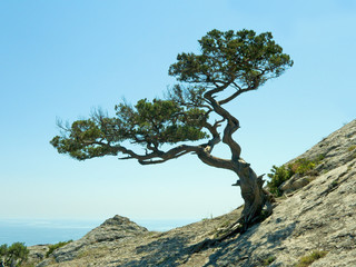 single pine tree