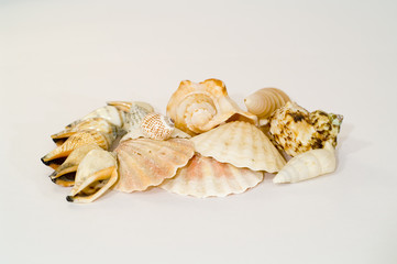 shells
