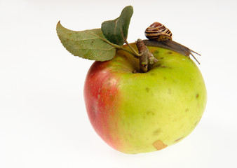 apple-5