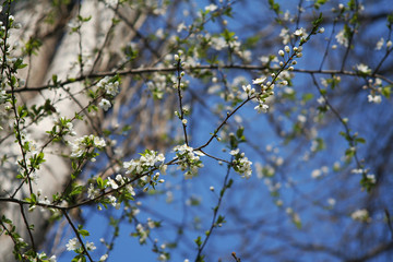 white spring flowers