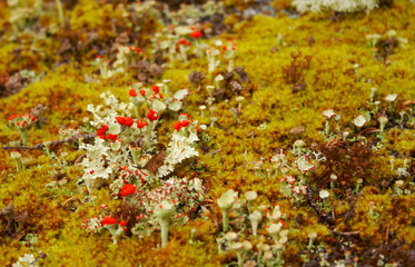 lichen tacks