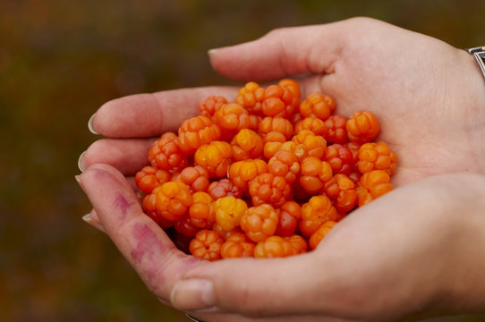 cloudberry in hands