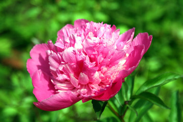 peony