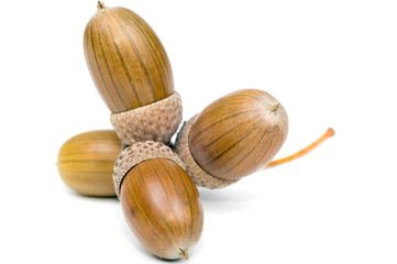 acorns