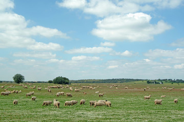 flock of sheep grazing, rural scene