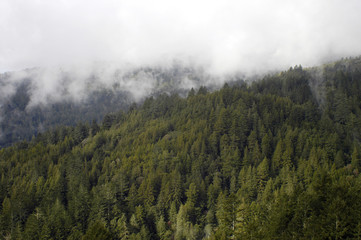 mist shrouded forest