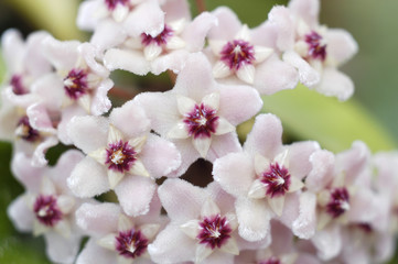 hoya carnosa flowers