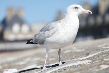 seagull on a stone wall