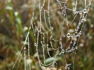 nice spiderweb