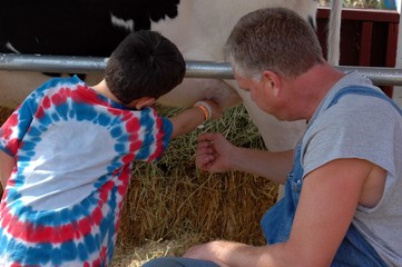 learing to milk a cow