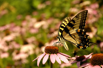 Obraz premium yellow swallowtail