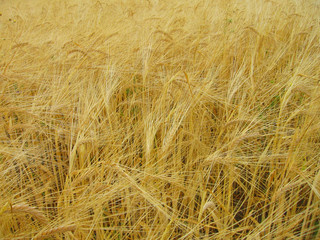 barley field