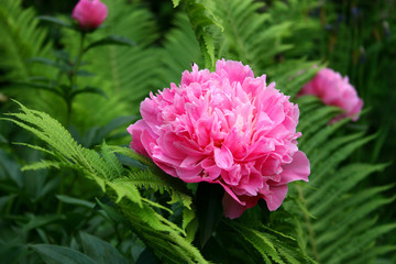 peony