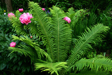 peony and fern © irina2005