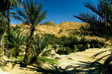 oasis - palm trees in the desert
